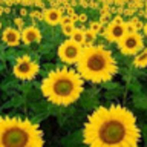 Meet your Posher, Darretta